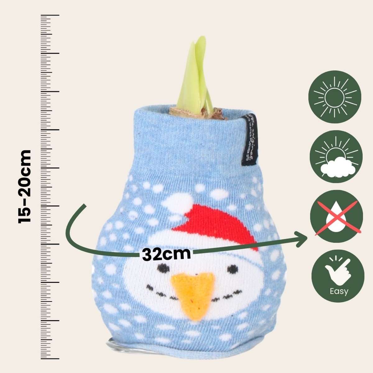 Amaryllis - Hippeastrum 'Snowman Sweater' - Flower Bulb - Red