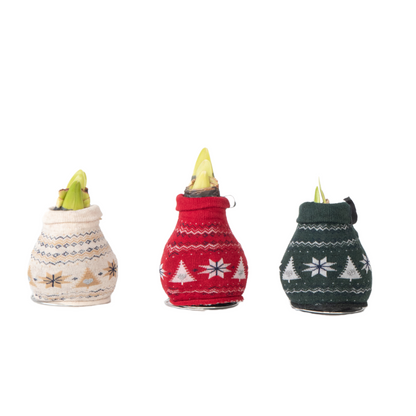 Amaryllis - 3 pcs. - Hippeastrum 'Christmas Sweater' - Flower Bulb - Red