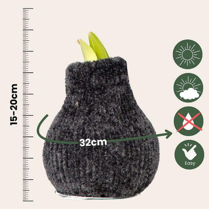 Amaryllis - Hippeastrum 'Cozy Teddy Gray' - Flower Bulb - Red