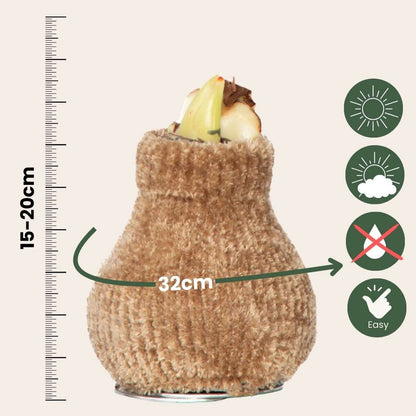 Amaryllis - Hippeastrum 'Cozy Teddy Gold' - Flower Bulb - Red