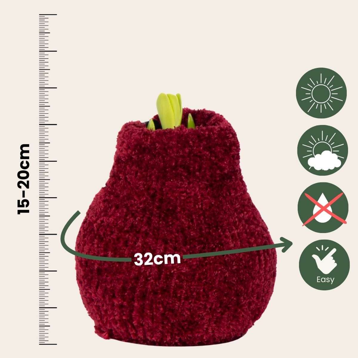 Amaryllis - Hippeastrum 'Cozy Teddy Red' - Flower Bulb - Red