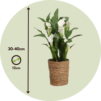 Calla 'Ruby' - White - Height 30-40cm - ⌀12cm