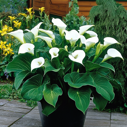 Calla 'Ruby' - White - Height 30-40cm - ⌀12cm