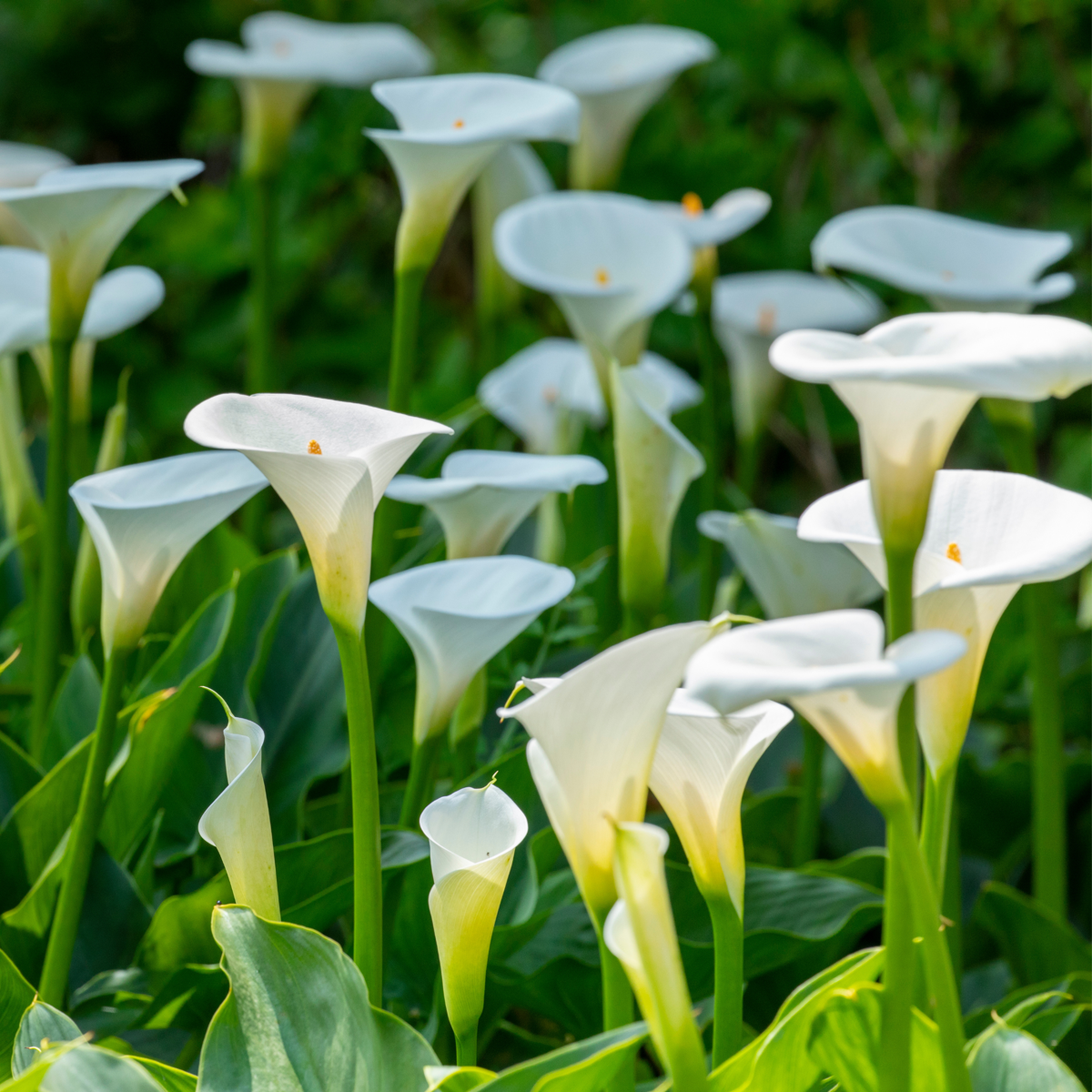 Calla 'Ruby' - White - Height 30-40cm - ⌀12cm