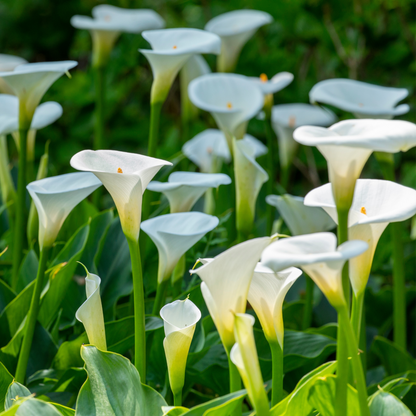 Calla 'Ruby' - White - Height 30-40cm - ⌀12cm