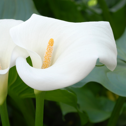 Calla 'Ruby' - White - Height 30-40cm - ⌀12cm