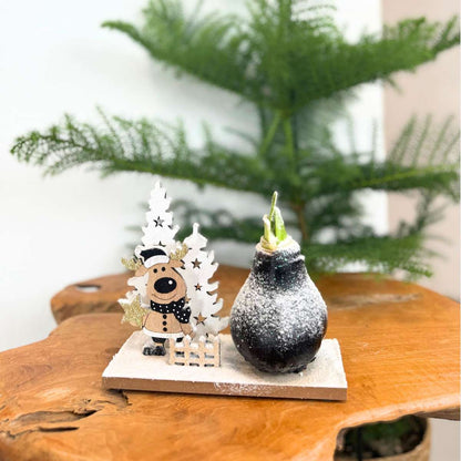 Amaryllis - Hippeastrum 'Winter Wonderland Reindeer'