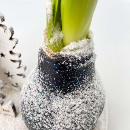 Amaryllis - Hippeastrum 'Winter Wonderland Reindeer'