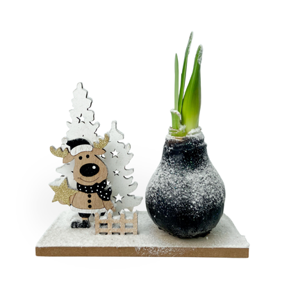 Amaryllis - Hippeastrum 'Winter Wonderland Reindeer'