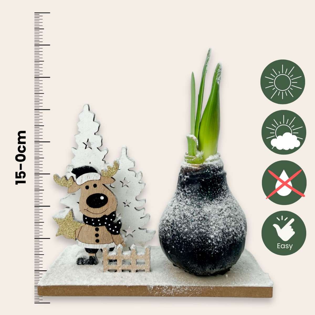 Amaryllis - Hippeastrum 'Winter Wonderland Reindeer'