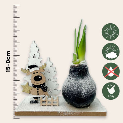 Amaryllis - Hippeastrum 'Winter Wonderland Reindeer'