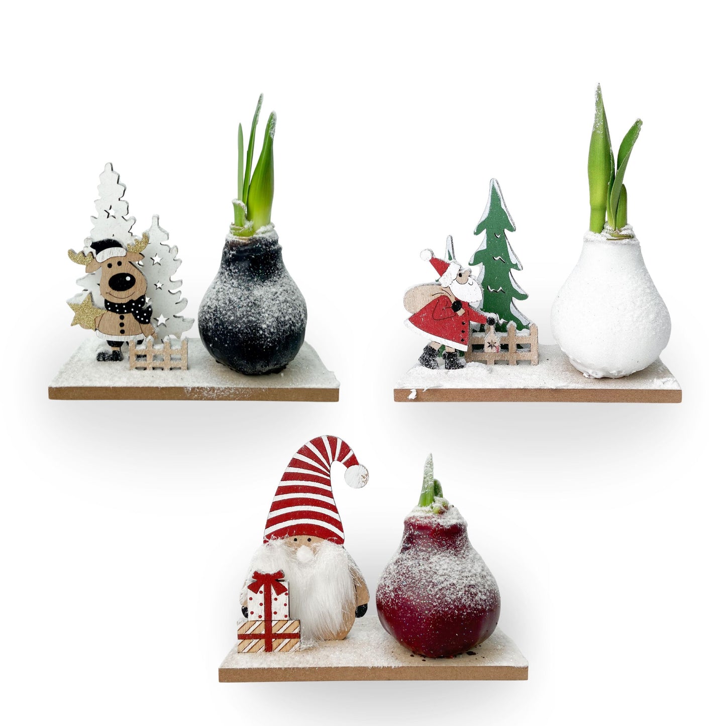 Amaryllis - Set of 3 - Hippeastrum 'Winter Wonderland Mix'