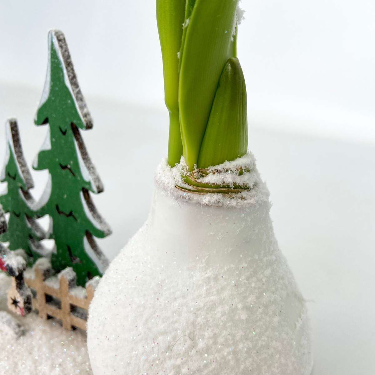 Amaryllis - Hippeastrum 'Winter Wonderland Santa'