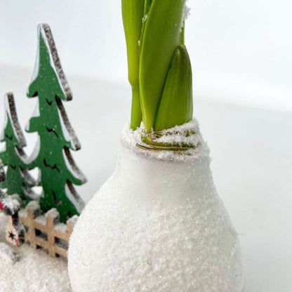 Amaryllis - Hippeastrum 'Winter Wonderland Santa'