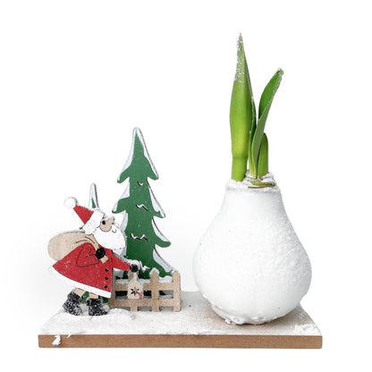 Amaryllis - Hippeastrum 'Winter Wonderland Santa'