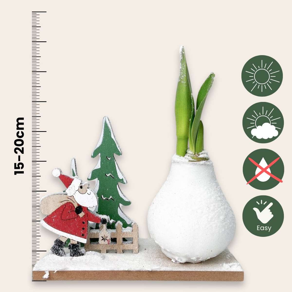 Amaryllis - Hippeastrum 'Winter Wonderland Santa'