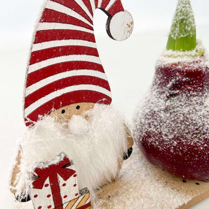 Amaryllis - Set of 3 - Hippeastrum 'Winter Wonderland Mix'