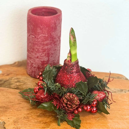 Amaryllis - Hippeastrum 'Christmas Wreath Mix'