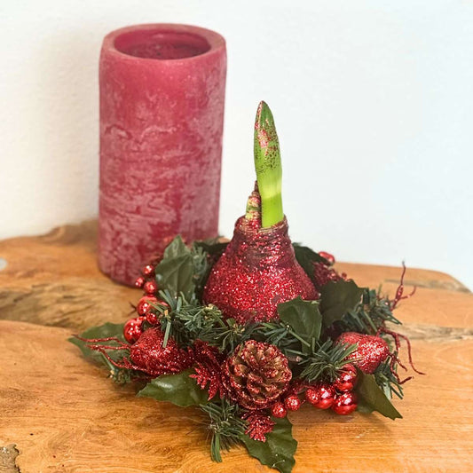 Amaryllis - Hippeastrum 'Christmas Wreath Mix'