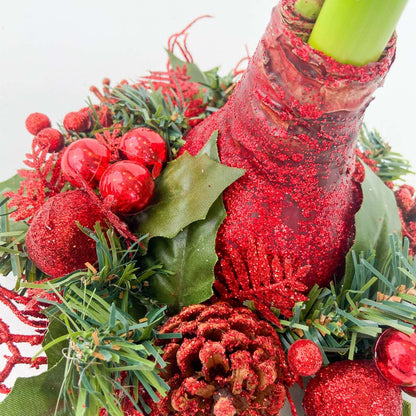 Amaryllis - Hippeastrum 'Christmas Wreath Mix'