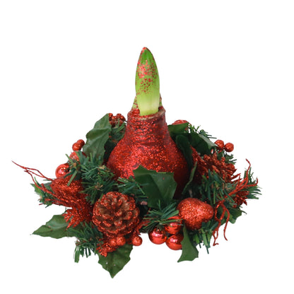 Amaryllis - Hippeastrum 'Christmas Wreath' - Red