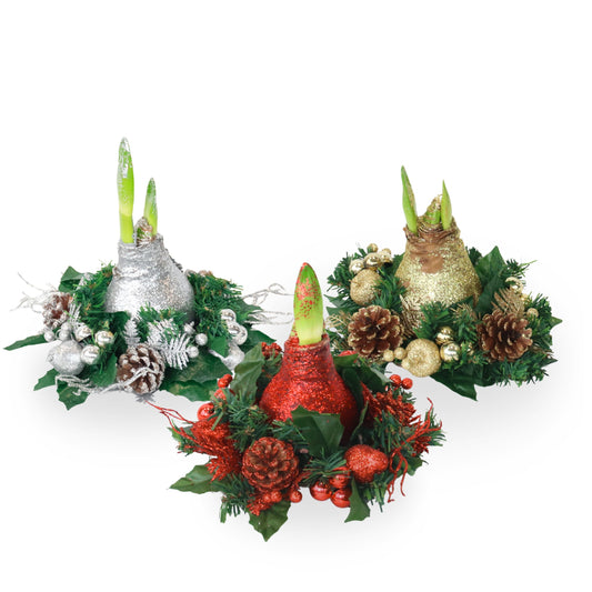 Amaryllis - Hippeastrum 'Christmas Wreath Mix'