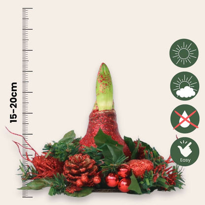 Amaryllis - Hippeastrum 'Christmas Wreath Mix'