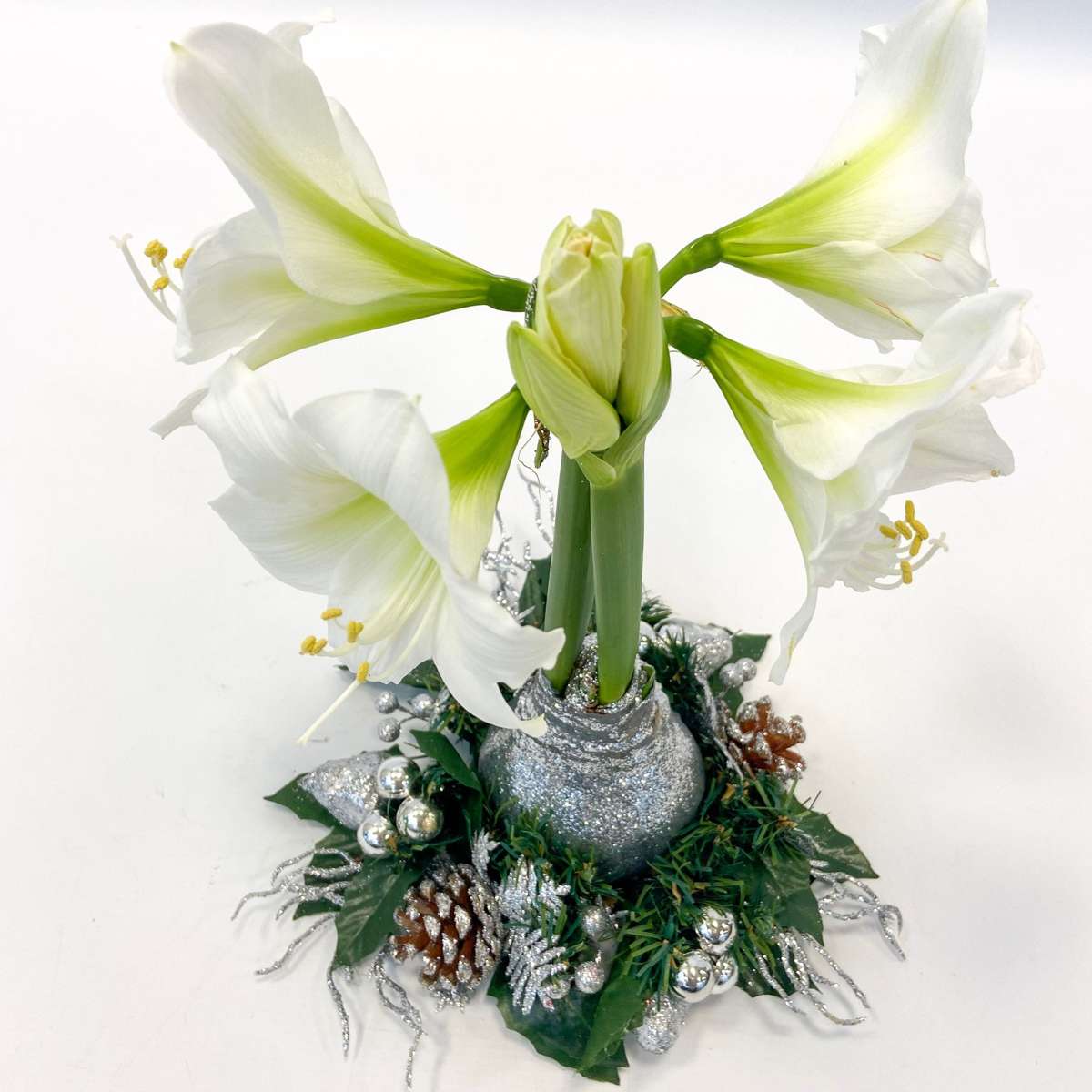 Amaryllis - Hippeastrum 'Christmas Wreath' - Silver