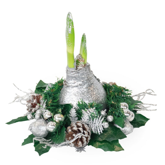 Amaryllis - Hippeastrum 'Christmas Wreath' - Silver