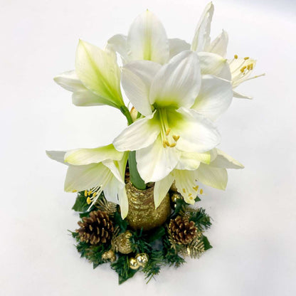 Amaryllis - Hippeastrum 'Christmas Wreath Mix'