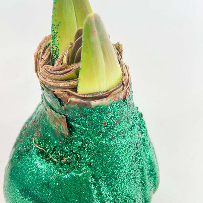Amaryllis - Hippeastrum 'Glitter Duo' - Red and Green