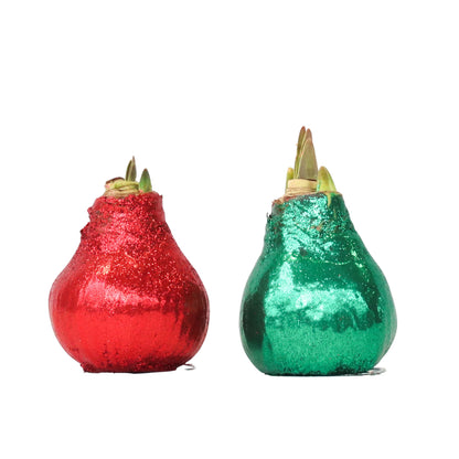 Amaryllis - Hippeastrum 'Glitter Duo' - Red and Green