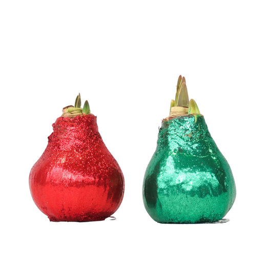 Amaryllis - Hippeastrum 'Glitter Duo' - Red and Green