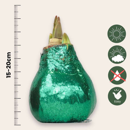 Amaryllis - Hippeastrum 'Glitter Duo' - Red and Green