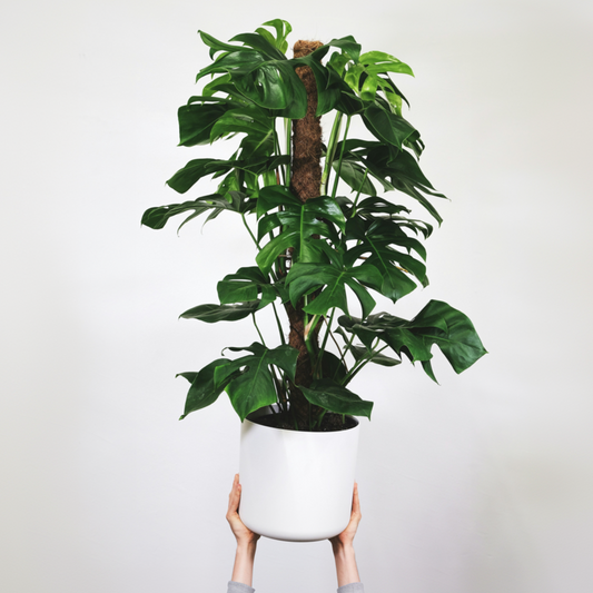 Mini Swiss Cheese Plant - Monstera adansonii 'Monkey Mask' - H60-70cm - ⌀16cm