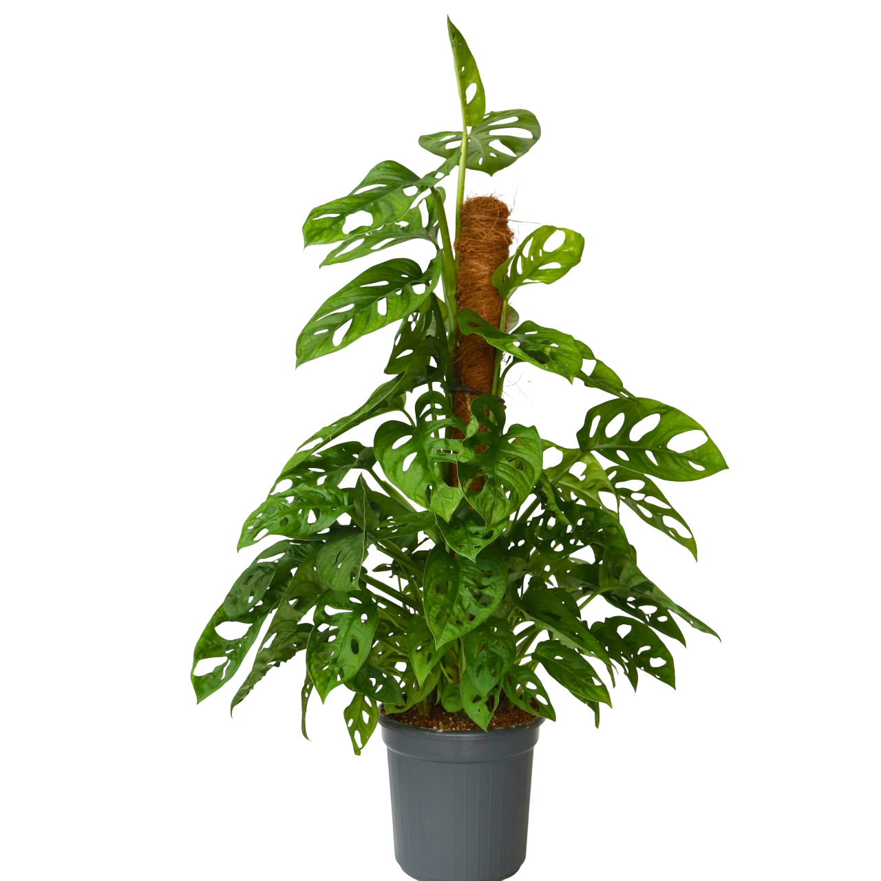 Mini Swiss Cheese Plant - Monstera adansonii 'Monkey Mask' - H60-70cm - ⌀16cm