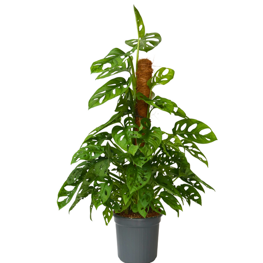 Mini Swiss Cheese Plant - Monstera adansonii 'Monkey Mask' - H60-70cm - ⌀16cm