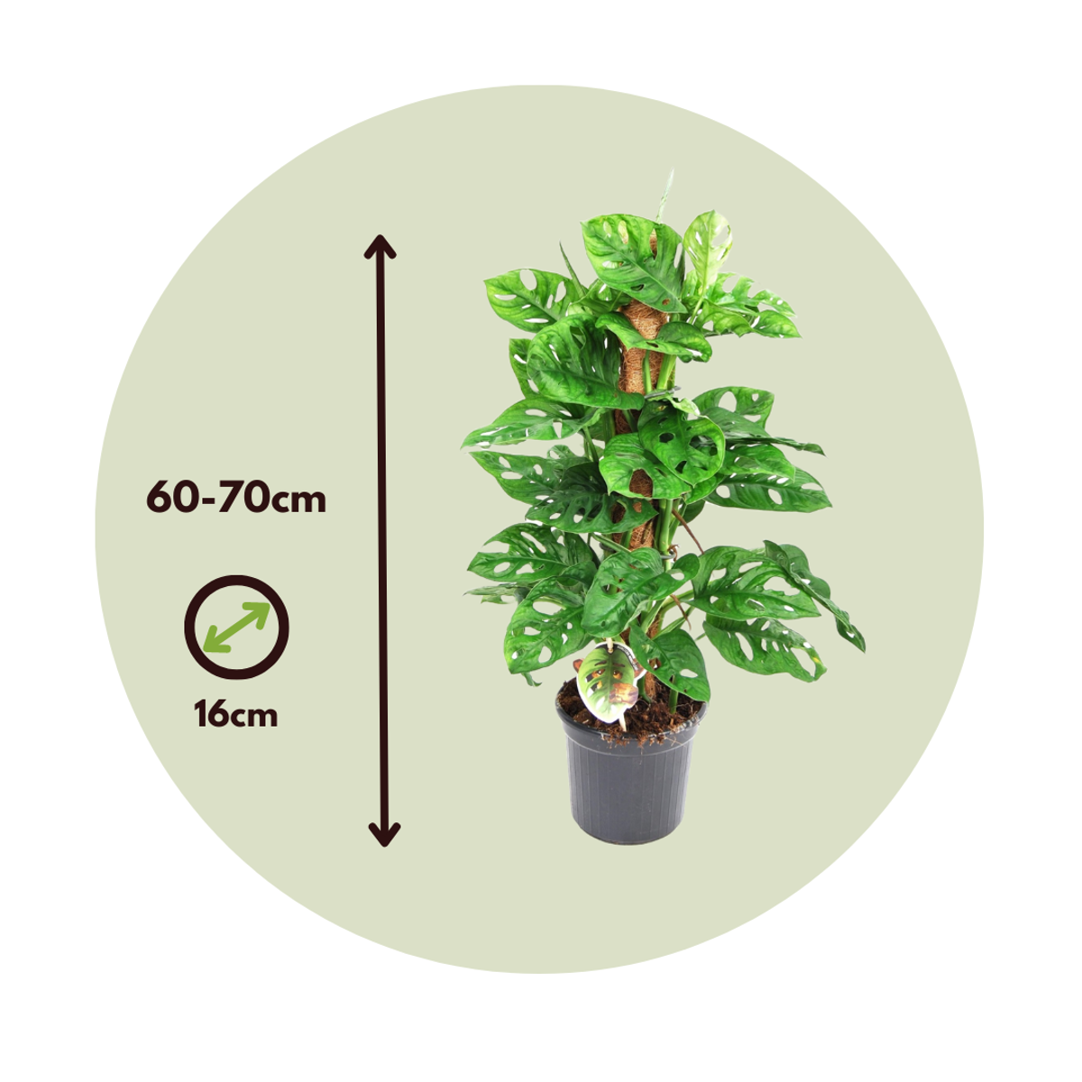 Mini Swiss Cheese Plant - 2 pcs. - Monstera 'Monkey Mask' - H60-70cm - ⌀16cm