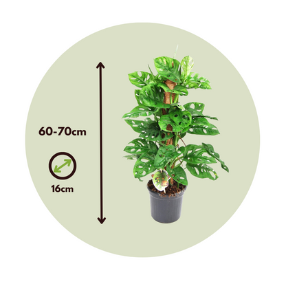 Mini Swiss Cheese Plant - 2 pcs. - Monstera 'Monkey Mask' - H60-70cm - ⌀16cm