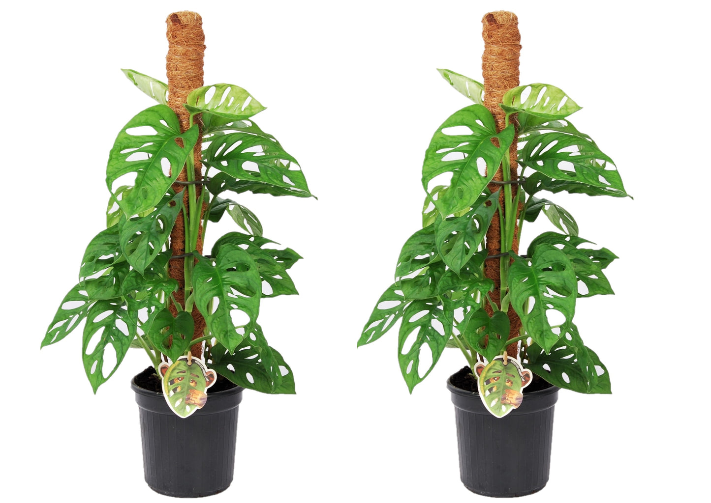 Mini Swiss Cheese Plant - 2 pcs. - Monstera 'Monkey Mask' - H60-70cm - ⌀16cm