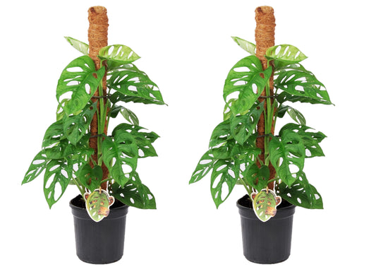 Mini Swiss Cheese Plant - 2 pcs. - Monstera 'Monkey Mask' - H60-70cm - ⌀16cm