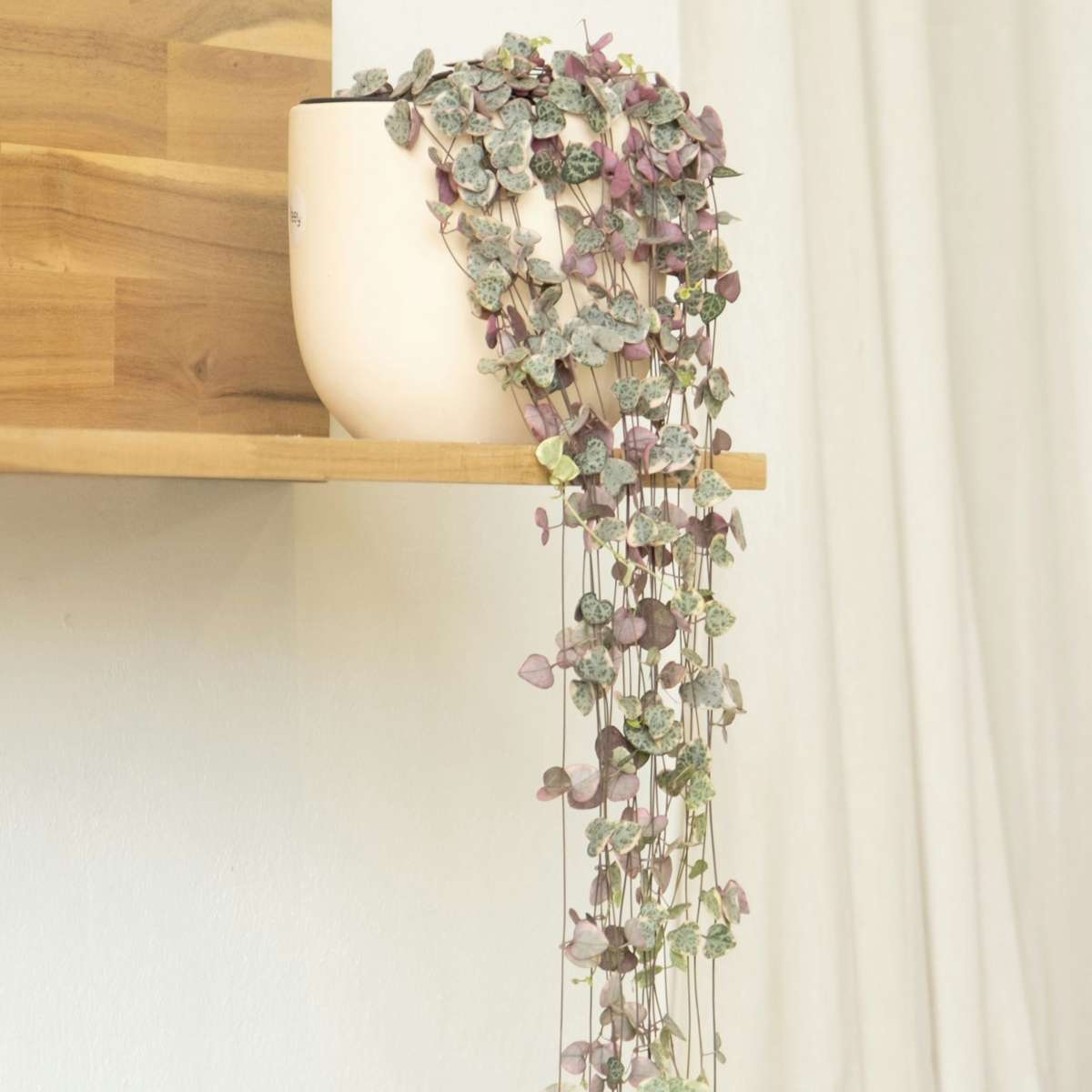 String of Hearts - Ceropegia linearis Woodii - Height 20-30cm - ⌀14cm