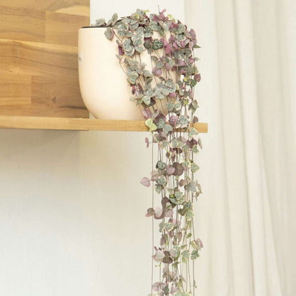 String of Hearts - Ceropegia linearis Woodii - Height 20-30cm - ⌀14cm