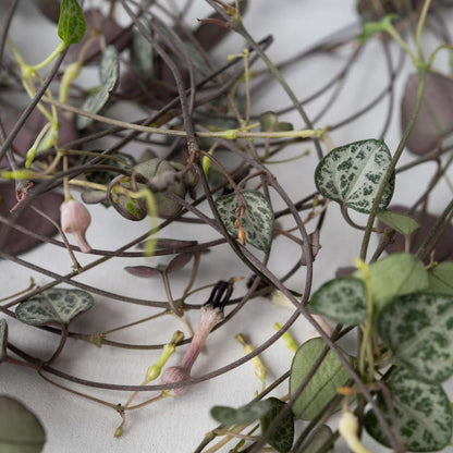 String of Hearts - Ceropegia linearis Woodii - Height 20-30cm - ⌀14cm