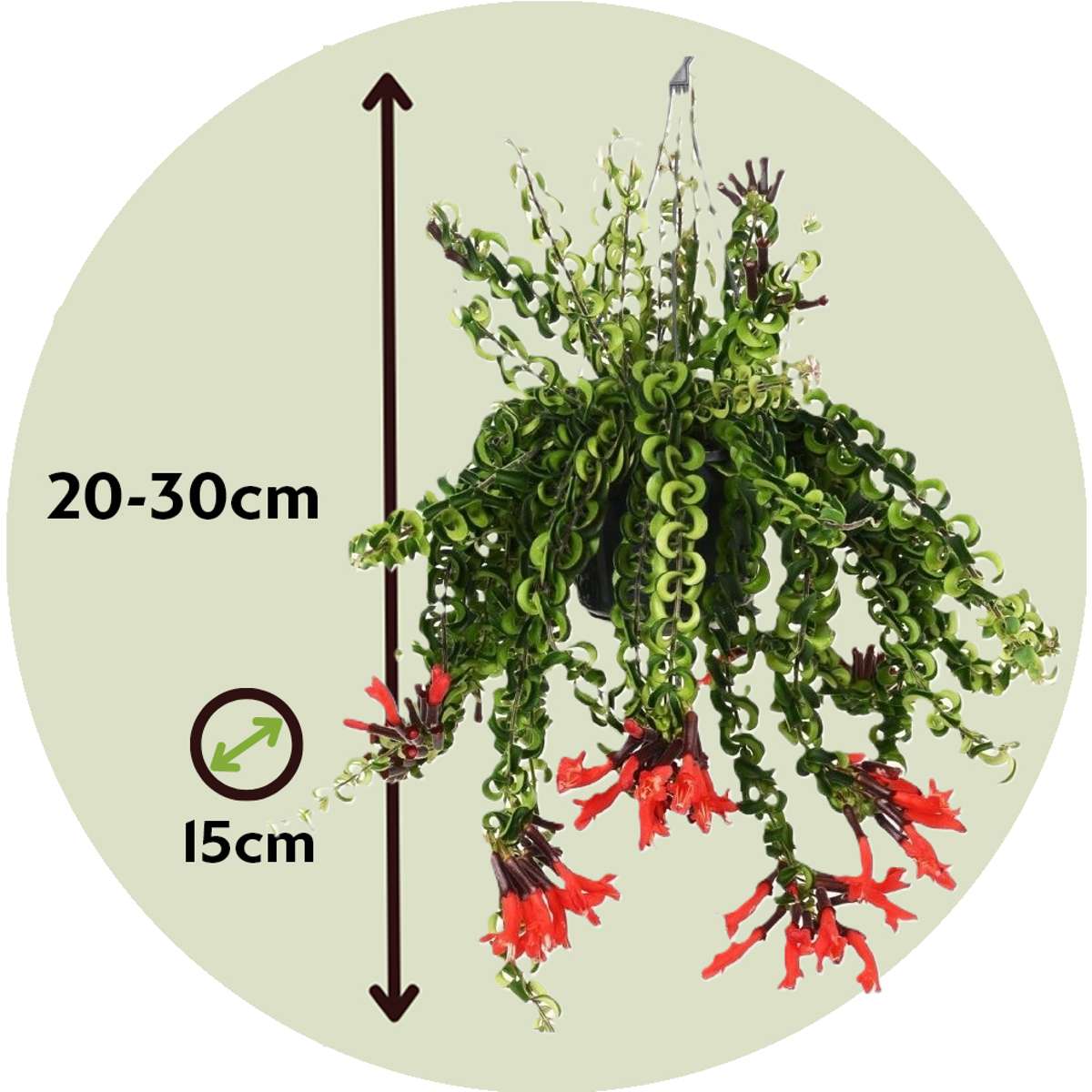 Lipstick Plant - Aeschynanthus pulcher - Height 20-30cm - ⌀15cm