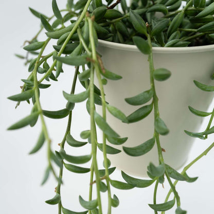 String of Bananas - Senecio radicans - Height 10-20cm - ⌀12cm