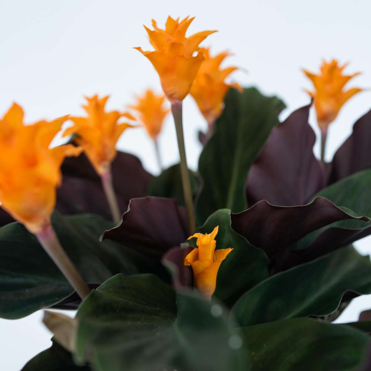 Prayer Plant - 2 pcs. - Calathea crocata 'Tassmania' - Height 40-50cm - ⌀14cm