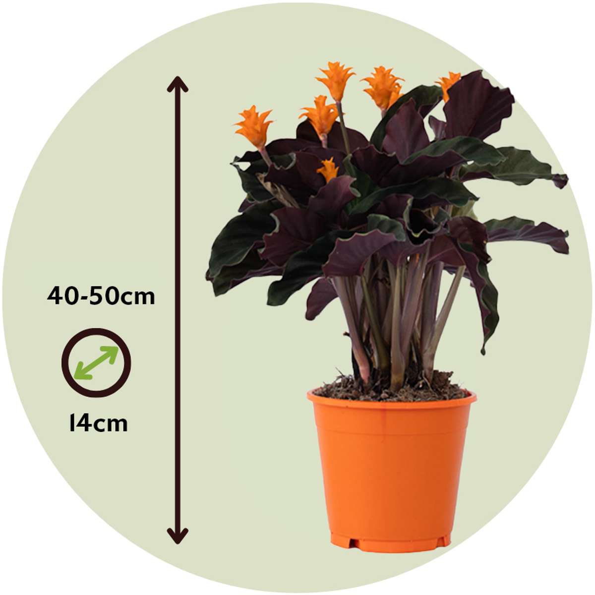 Prayer Plant - 2 pcs. - Calathea crocata 'Tassmania' - Height 40-50cm - ⌀14cm