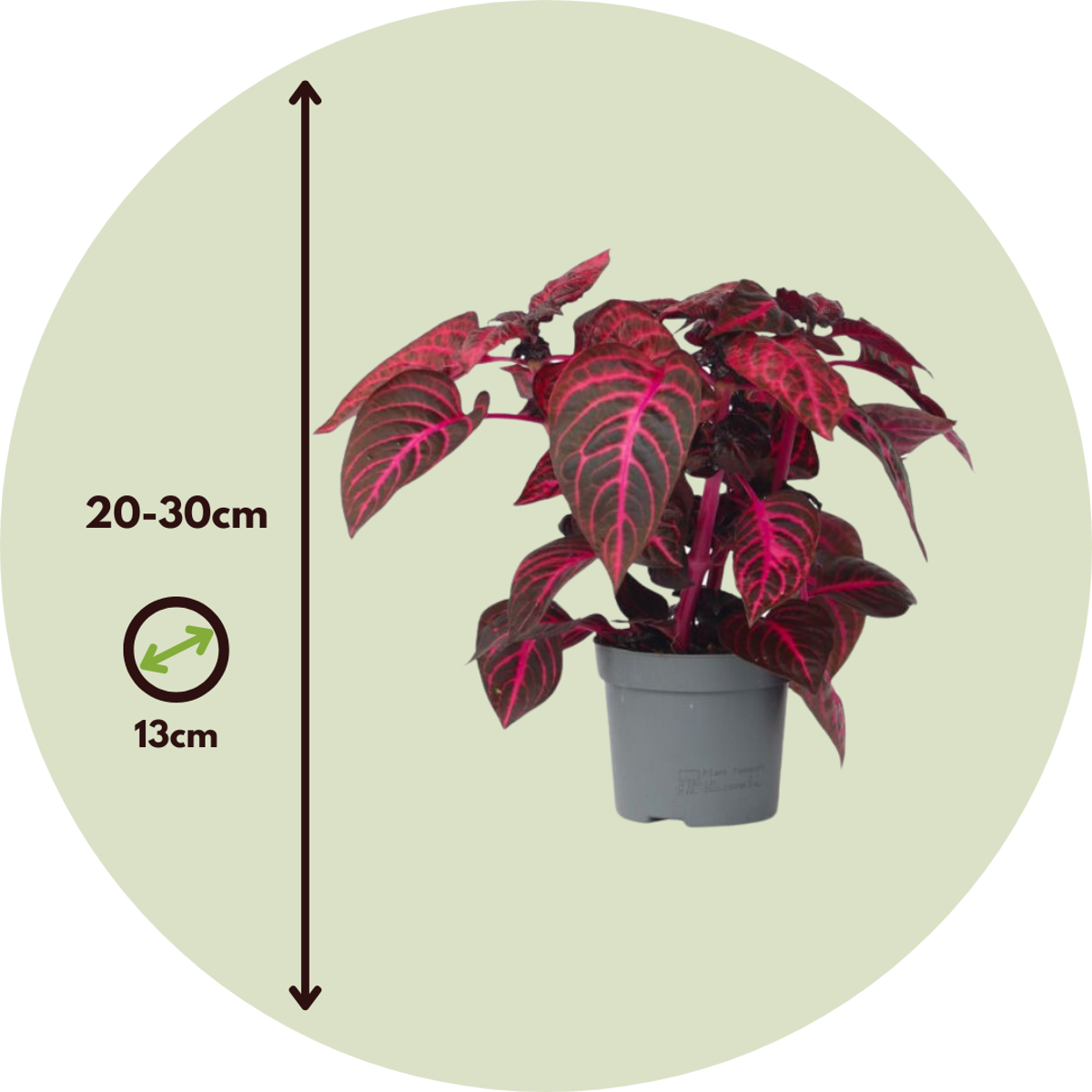 Bloodleaf plant - 2 pcs. - Iresine herbstii - Height 20-30cm - ⌀13cm