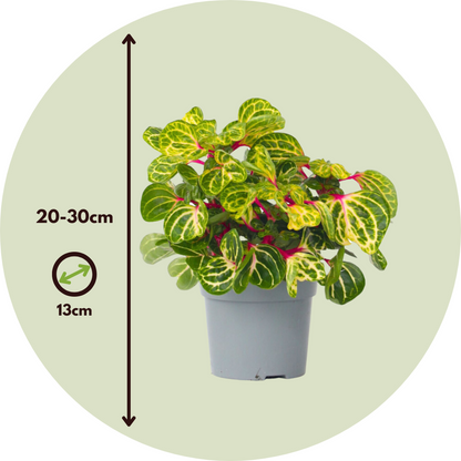 Bloodleaf plant - Iresine herbstii - Height 20-30cm - ⌀13cm
